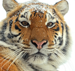 Siberian tiger