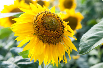 Obraz premium growing blooming sunflowers