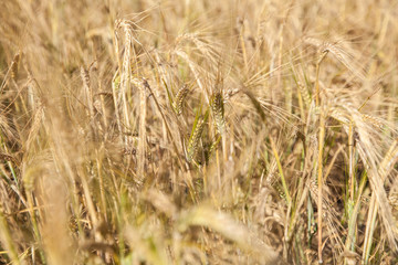 field of ripe wheat