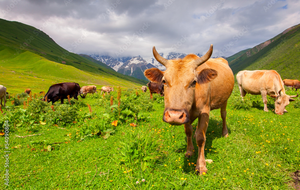 Wall mural cattle on a mountain pasture. summer sunny day