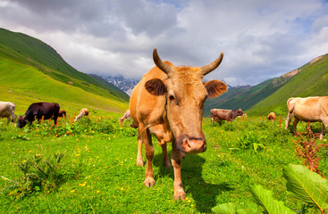 Cattle on a mountain pasture. Summer sunny day