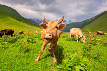 Cattle on a mountain pasture. Summer sunny day