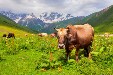 Fototapeta na wymiar Cattle on a mountain pasture. Summer sunny day