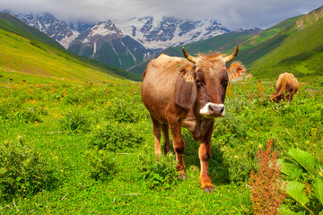 Naklejka premium Cattle on a mountain pasture. Summer sunny day