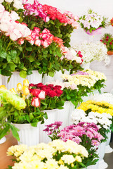 Colorful flowers in a flower shop