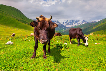 Cattle on a mountain pasture. Summer sunny day