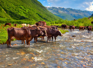 Cattle on the watering in the mountains. Summer sunny day