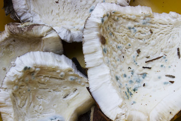 moldy coconut expiry date