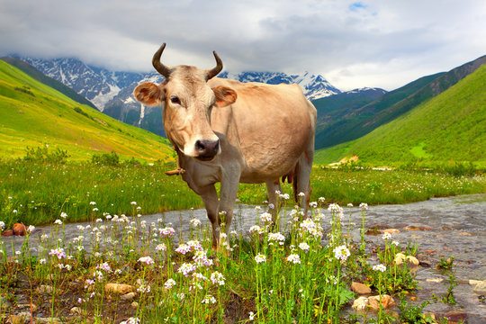 Cattle on a mountain pasture. Summer sunny day
