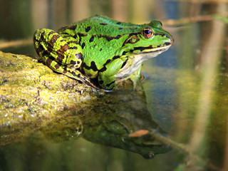 green frog