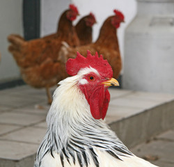 Cock