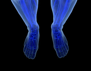 Anatomy of human Legs