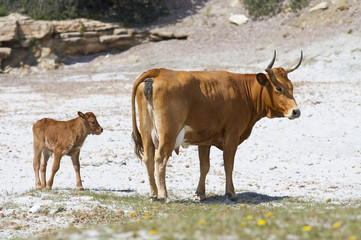 Cow with calf in Piscini beach in Sardinia, Italy