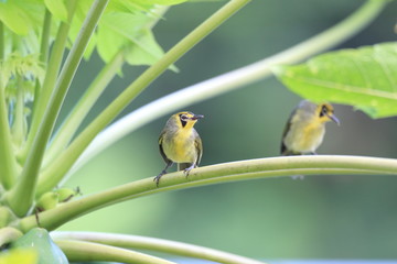 小笠原の固有鳥類、メグロ
