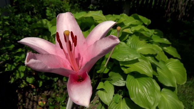imperial lily close up shot at sunrise