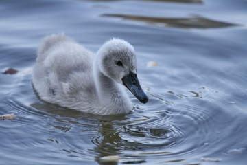 Swan cub