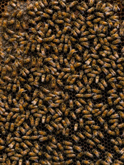 bee honeycomb