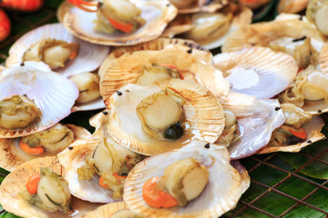 scallops in the shell in the market