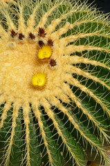 Naklejka na ściany i meble Golden barrel cactus