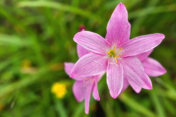 Pink flora in a garden background