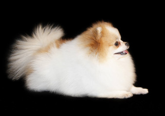 Fototapeta premium Pomeranian lulu