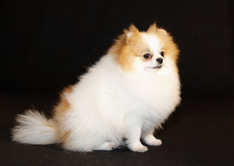 Pomeranian lulu