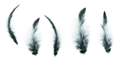 Different angles of the guinea fowl dark green feathers collecti