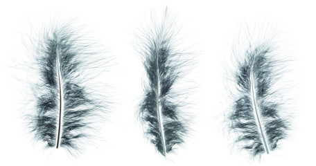 Different angles of the Ostrich dark green feathers collection