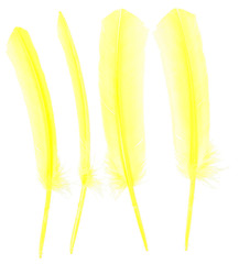 Different angles of yellow goose feather collection