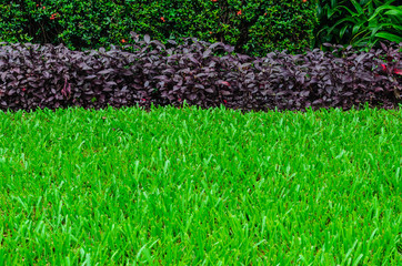 Fototapeta premium View of Green Grass