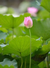 blooming lotus flower