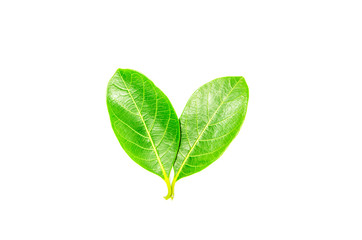 Background of leaf,   spring green leaf background