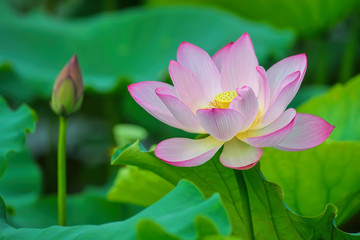 blooming lotus flower