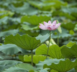 blooming lotus flower