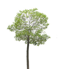 Obraz premium plant tree