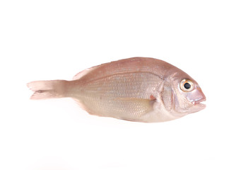 Fototapeta premium redband sea bream