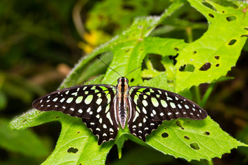 Tailed Jay butterfly