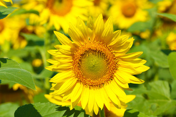 Obraz premium Beautiful sunflowers field