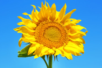 Beautiful sunflower on blue sky background, close up
