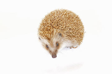 The hedgehog