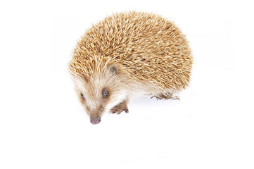 The hedgehog