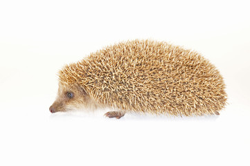 The hedgehog