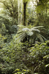 Tropical forest
