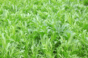 dense planting lettuce in the field