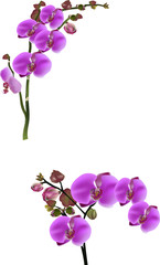 two dark pink orchid flower branches isolated on white