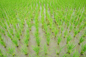 rice field