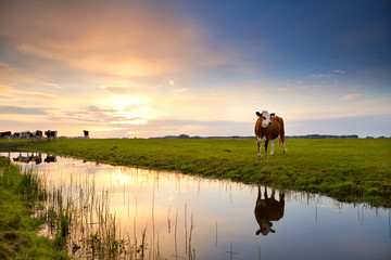 Obraz premium krowa odbicie w rzece o wschodzie słońca