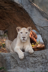 White Lion (Panthera leo) portrait