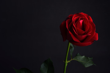 Naklejka premium czerwona róża