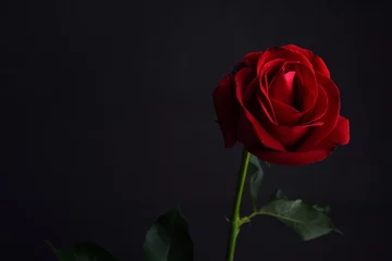Crédence en verre imprimé Roses rose rouge